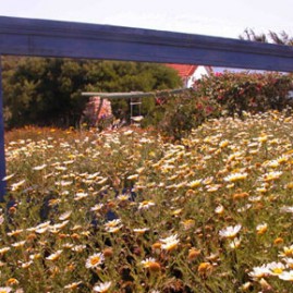 Garden Mirror